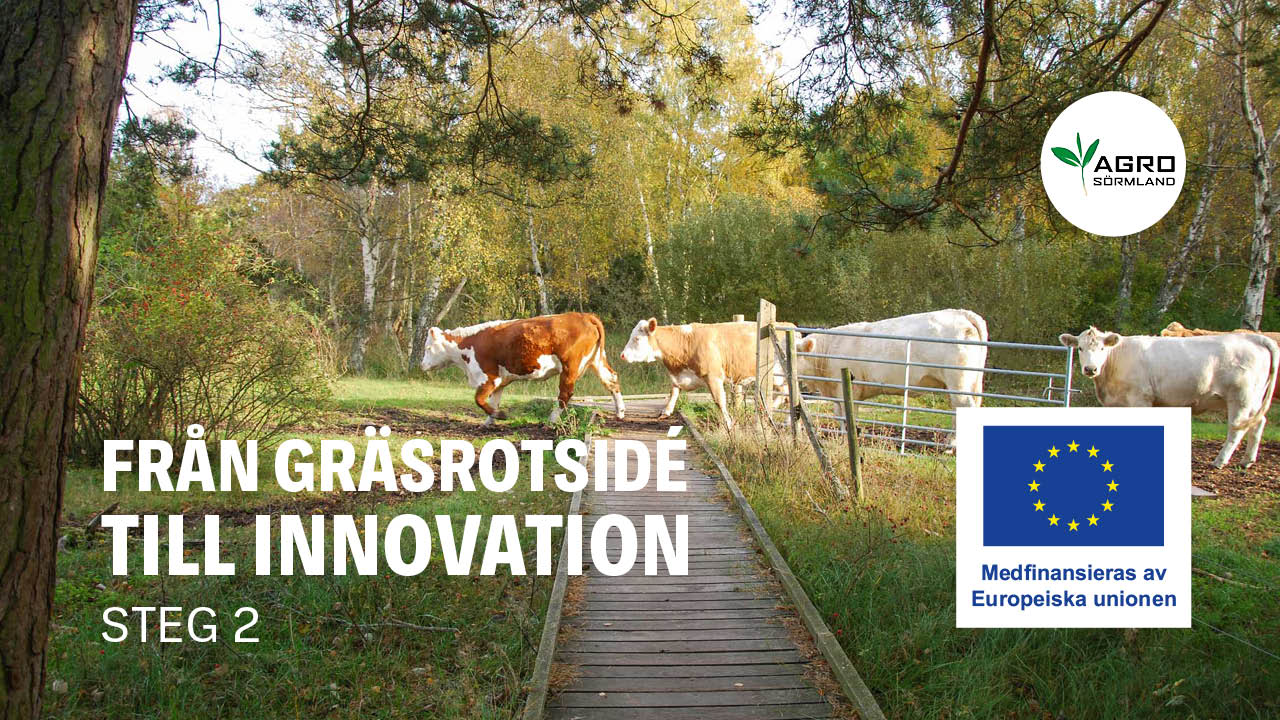 Från gräsrot till innovstionside
